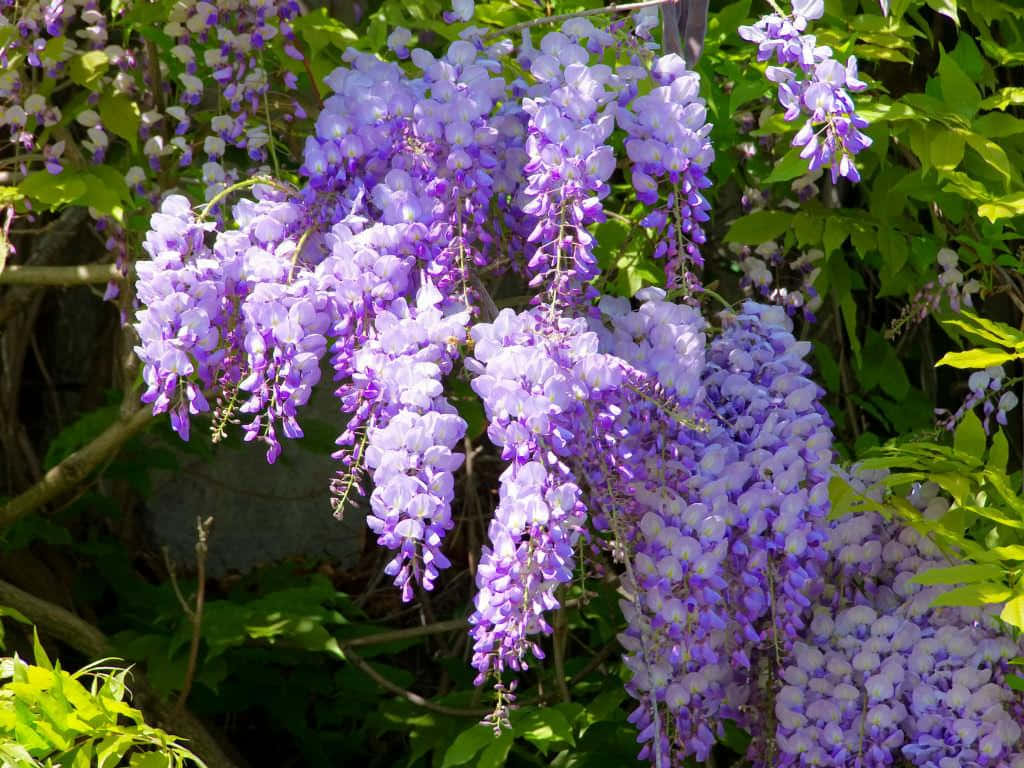 Blooming Wisteria Clusters.jpg Wallpaper