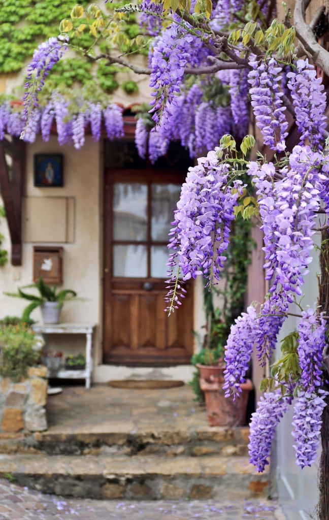 Blooming Wisteria Entrance.jpg Wallpaper