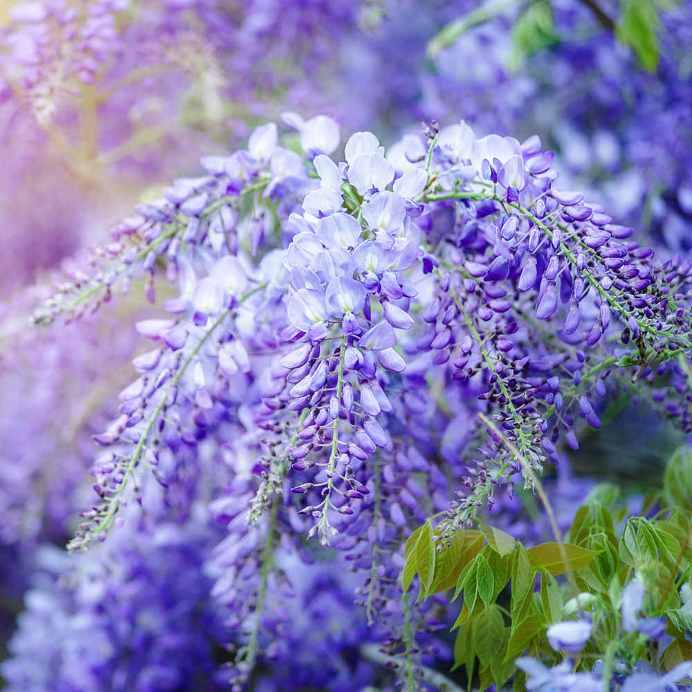 Blooming Wisteria Floral Display.jpg Wallpaper