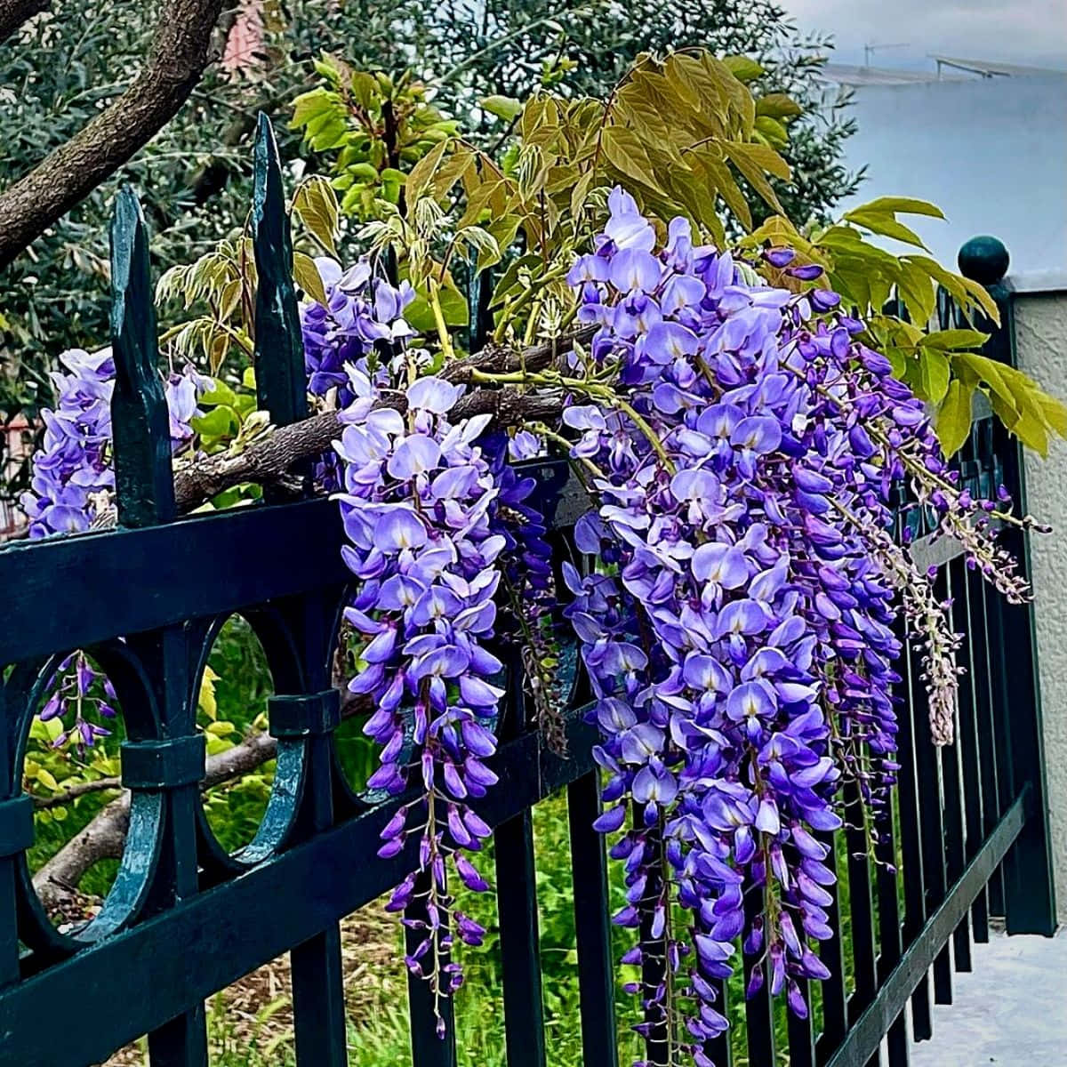 Blooming Wisteria Over Fence Wallpaper