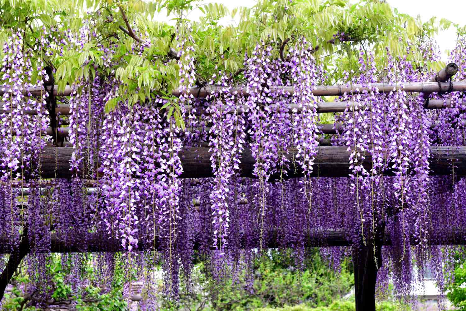 Blooming Wisteria Pergola.jpg Wallpaper