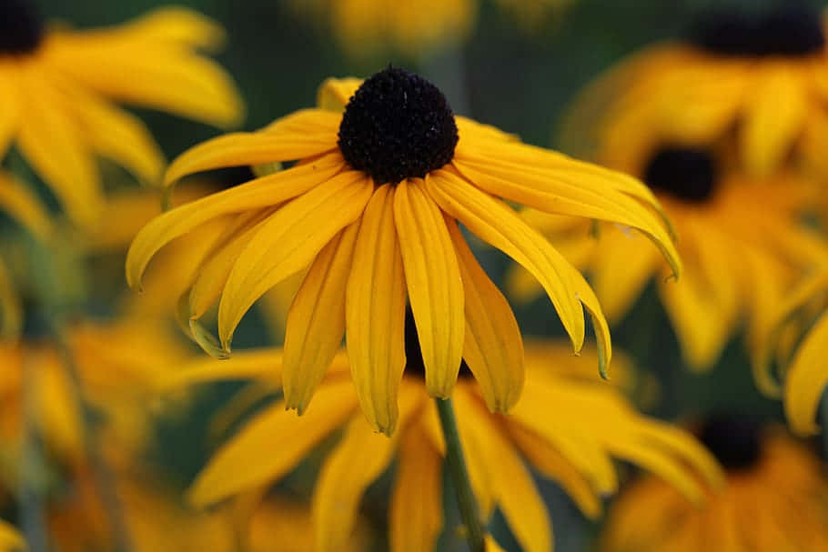 Blooming Yellow Coneflower In A Beautiful Landscape Wallpaper