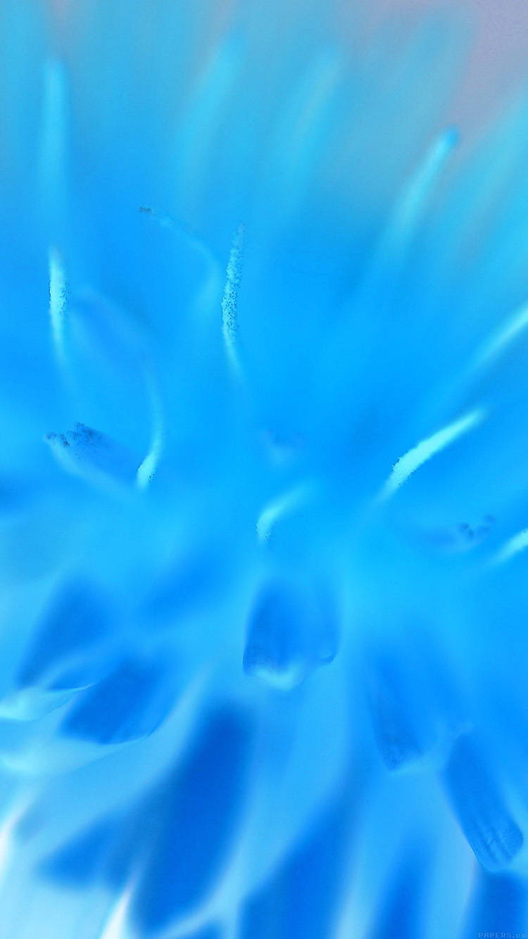 Blooming Zoom Flower Wallpaper