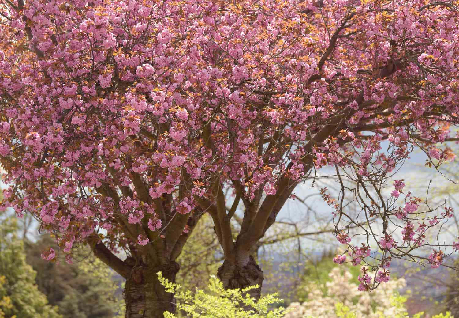 Blossoming Flower Tree In A Garden Wallpaper