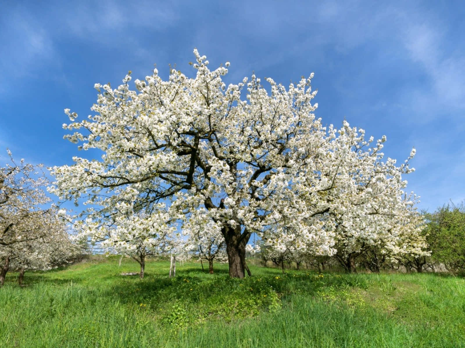 Blossoming Flower Tree In Spring Wallpaper