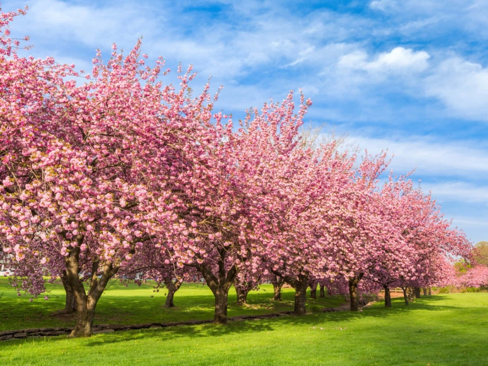 Blossoming Flower Tree In Spring Wallpaper