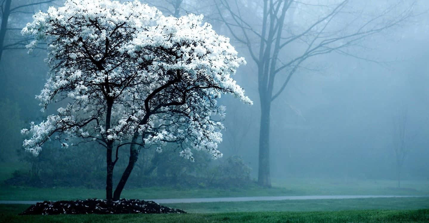 Blossoming Flower Tree In Springtime Wallpaper