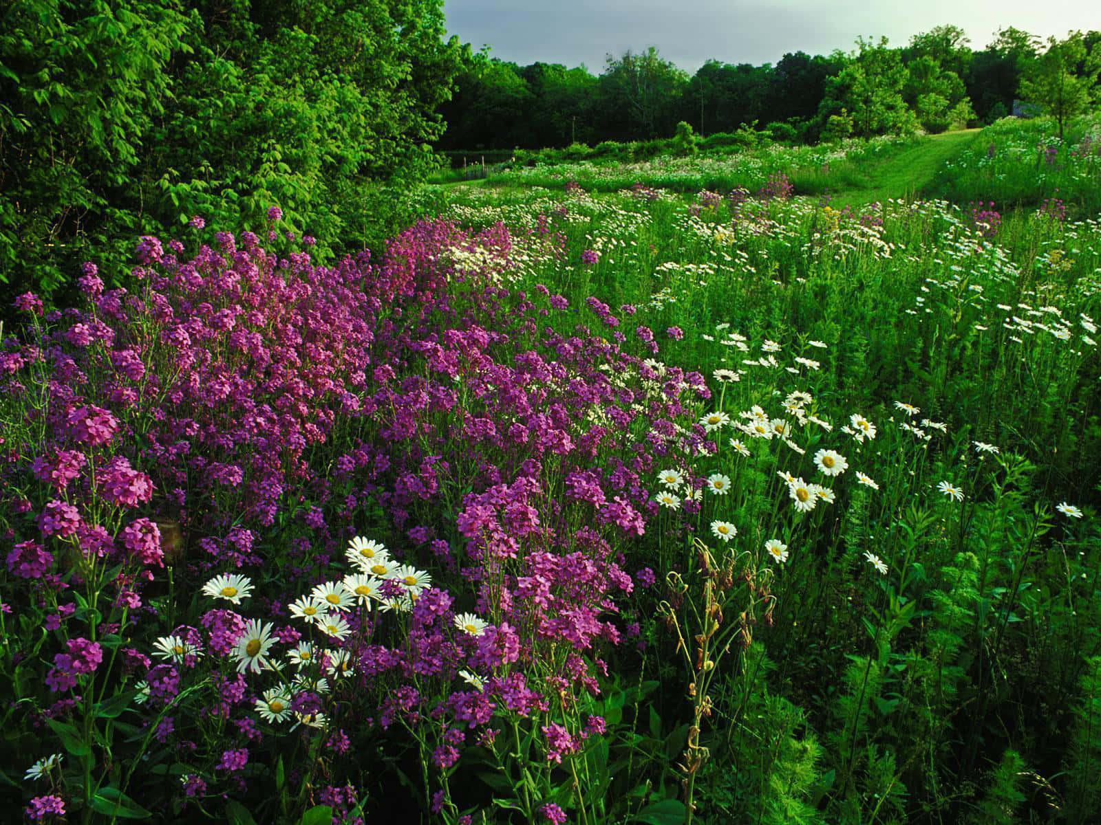 Blossoming Meadow Vintage Wildflowers Wallpaper