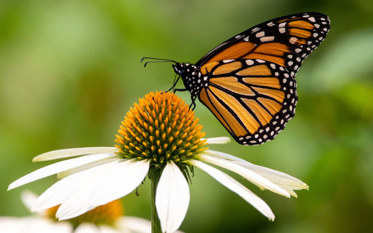 Blossoming Nature In Springtime Wallpaper