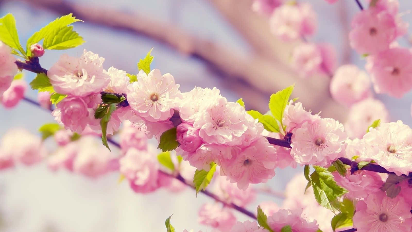 Blossoms Of Cuteness - A Floral Bliss Wallpaper