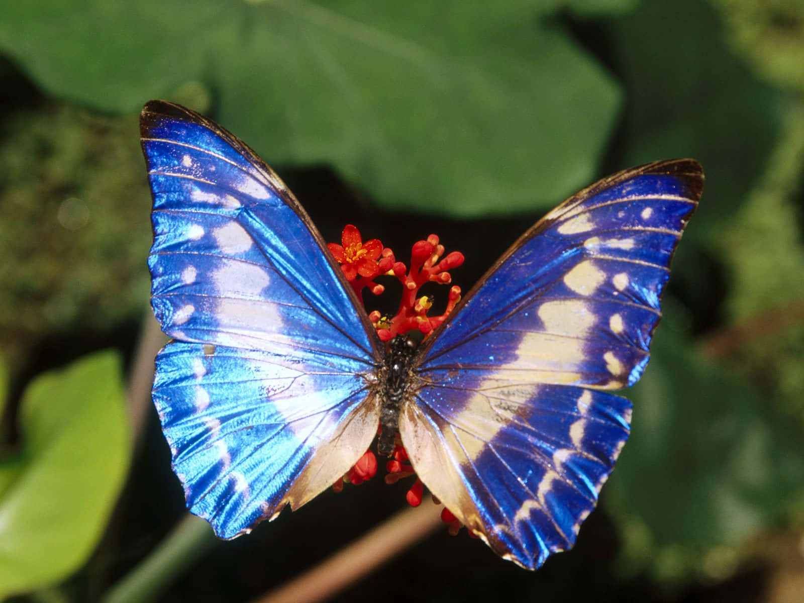 Blue Butterfly Enjoying Colorful Floral Composition Wallpaper