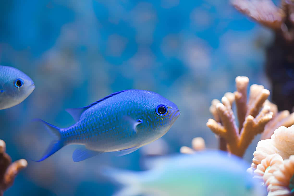 Blue Chromis Reef Fish Wallpaper