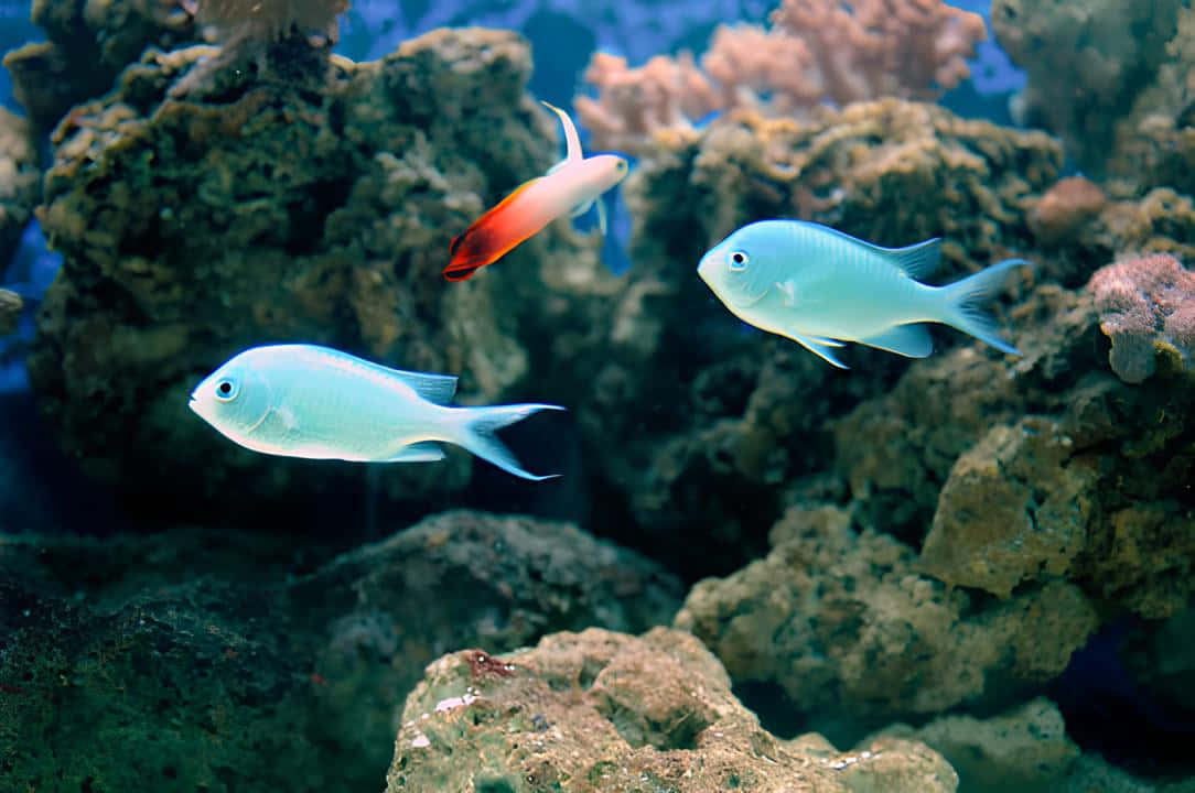 Blue Chromis Reef Fish Wallpaper