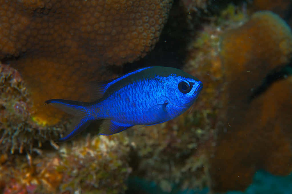 Blue Chromis Reef Fish Wallpaper