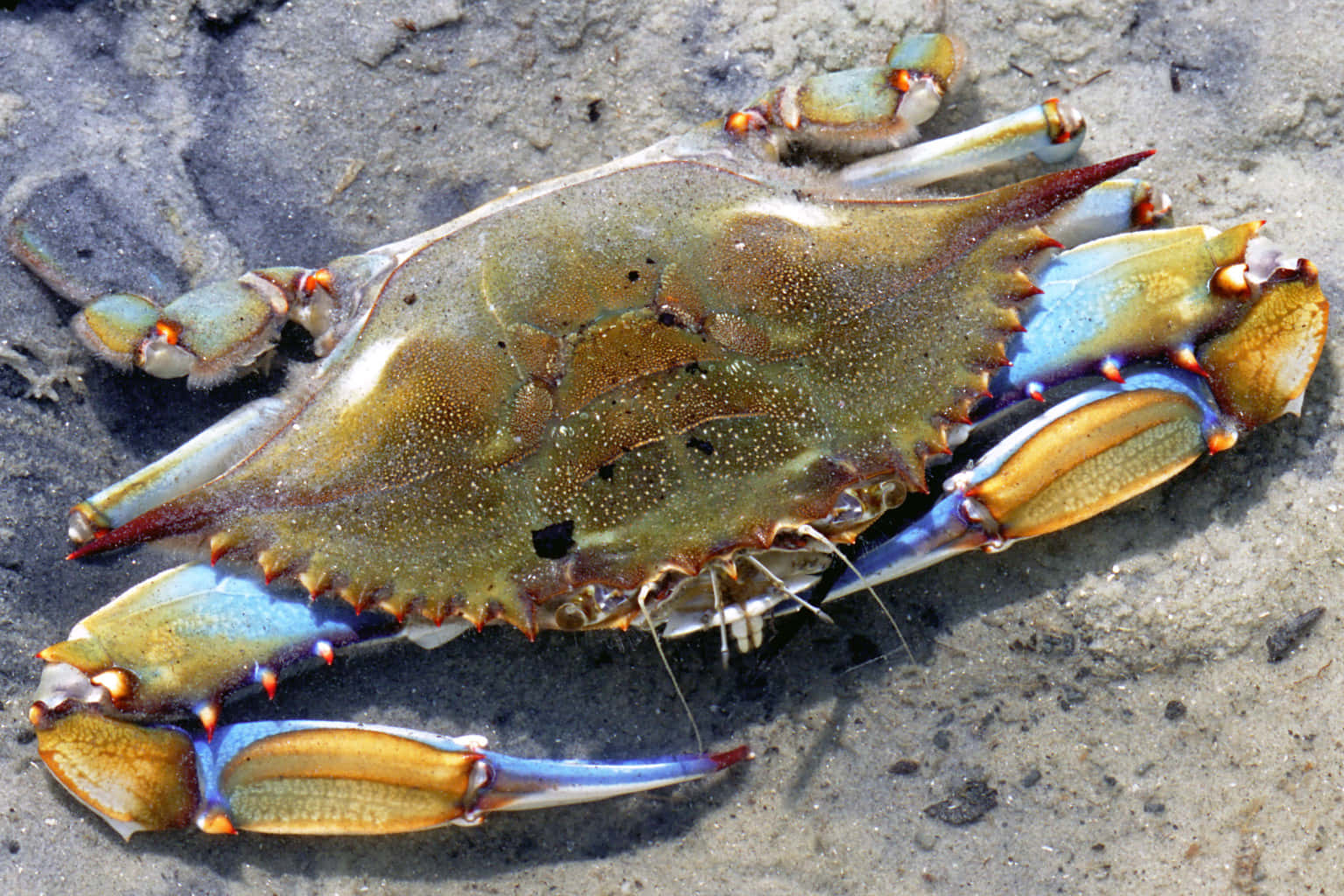 Blue Crab On Sand Wallpaper