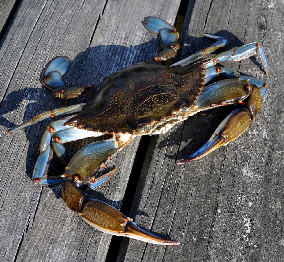 Blue Crab On Wooden Dock.jpg Wallpaper