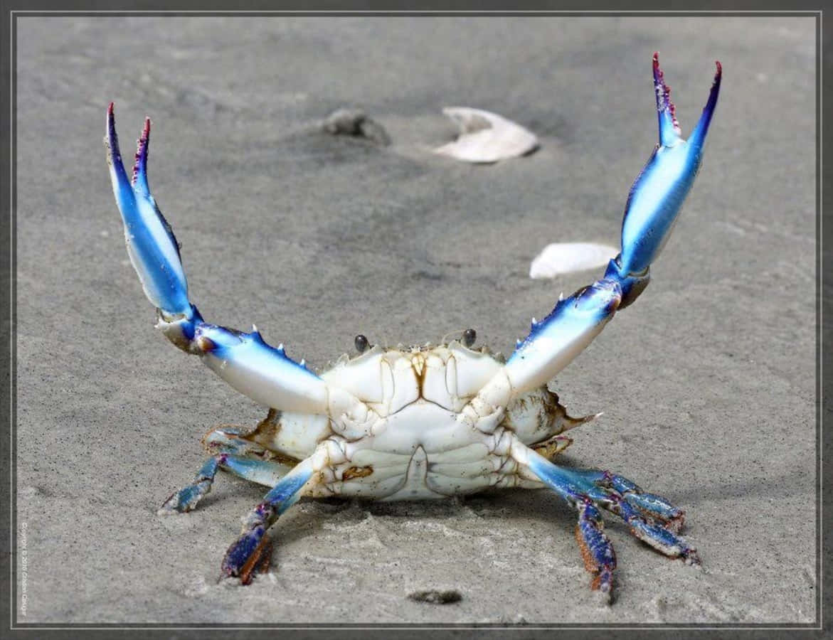 Blue Crab With Raised Claws Wallpaper