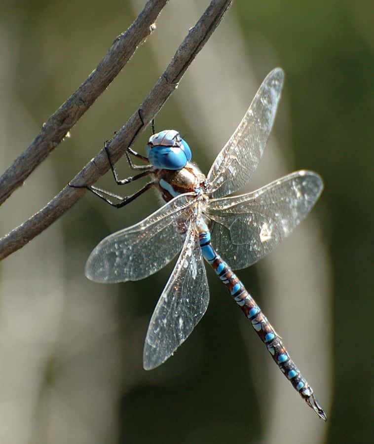 Blue Dragonfly Wallpaper