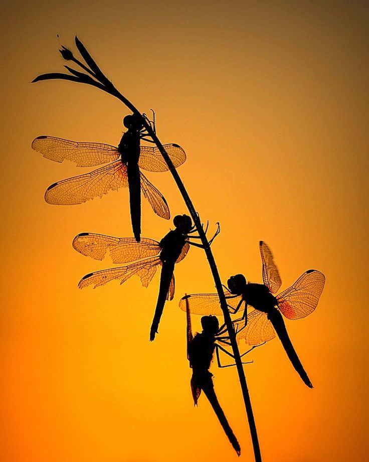 Blue Dragonfly In Flight Wallpaper