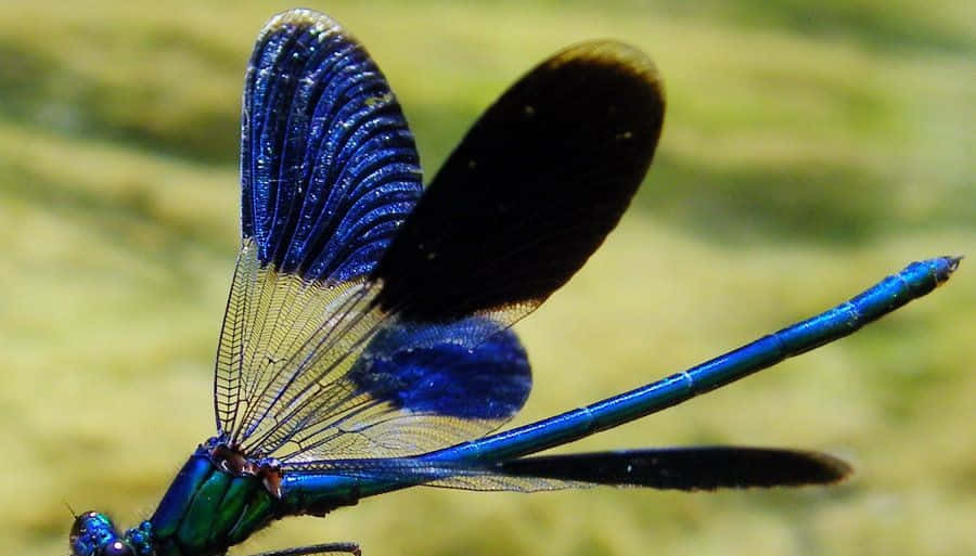 Blue Dragonfly On A Pink Flower Wallpaper