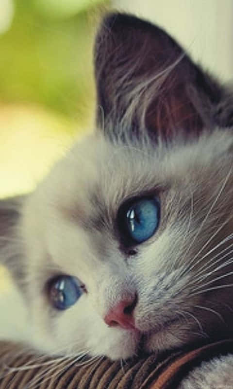 Blue Eyed White Cat Resting Wallpaper