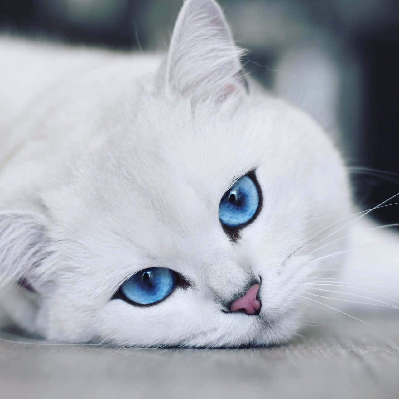 Blue Eyed White Cat Resting Wallpaper