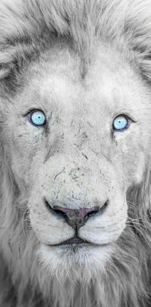 Blue Eyes Black And White Lion Wallpaper