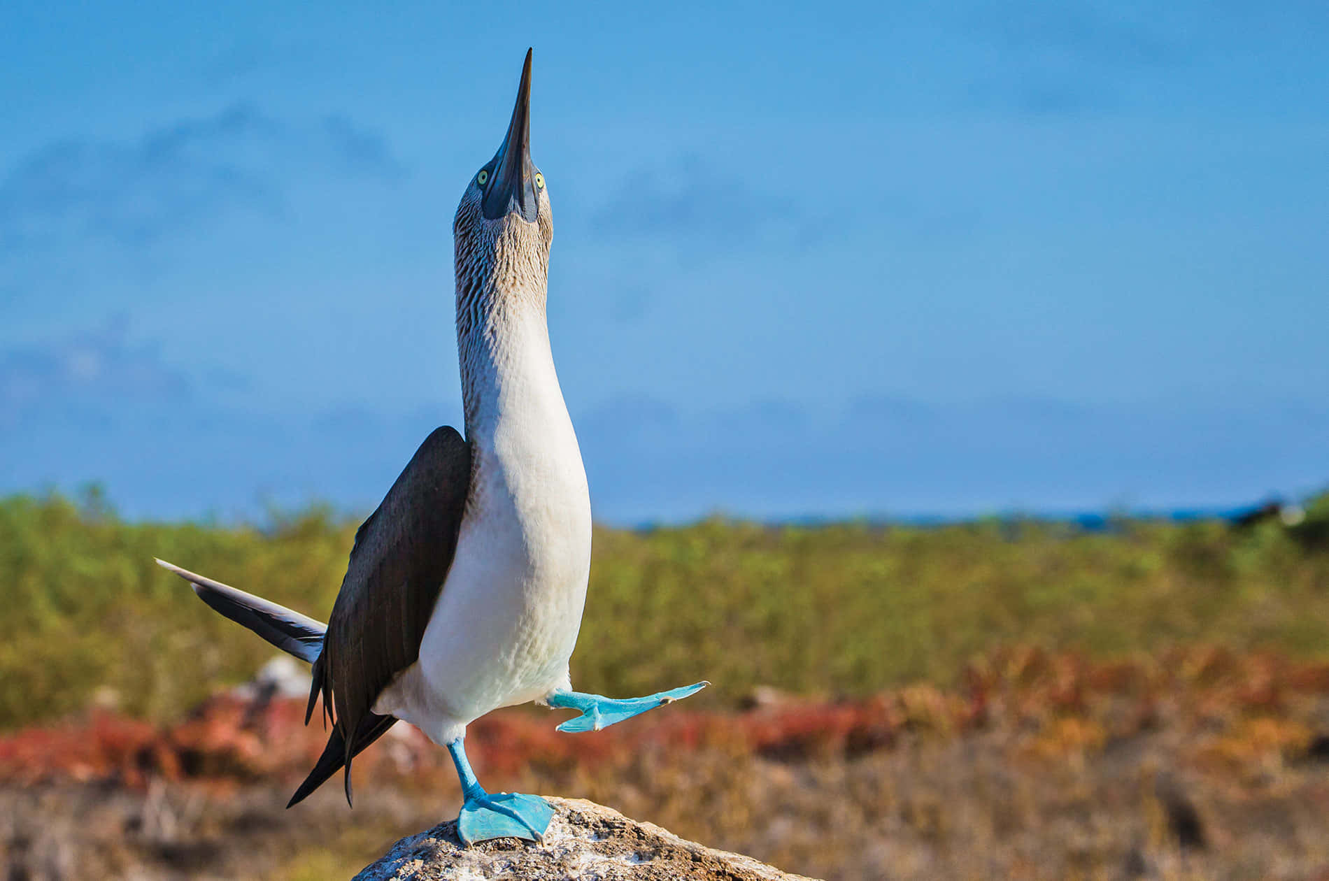 Blue Footed Booby Galapagos Islands Wallpaper