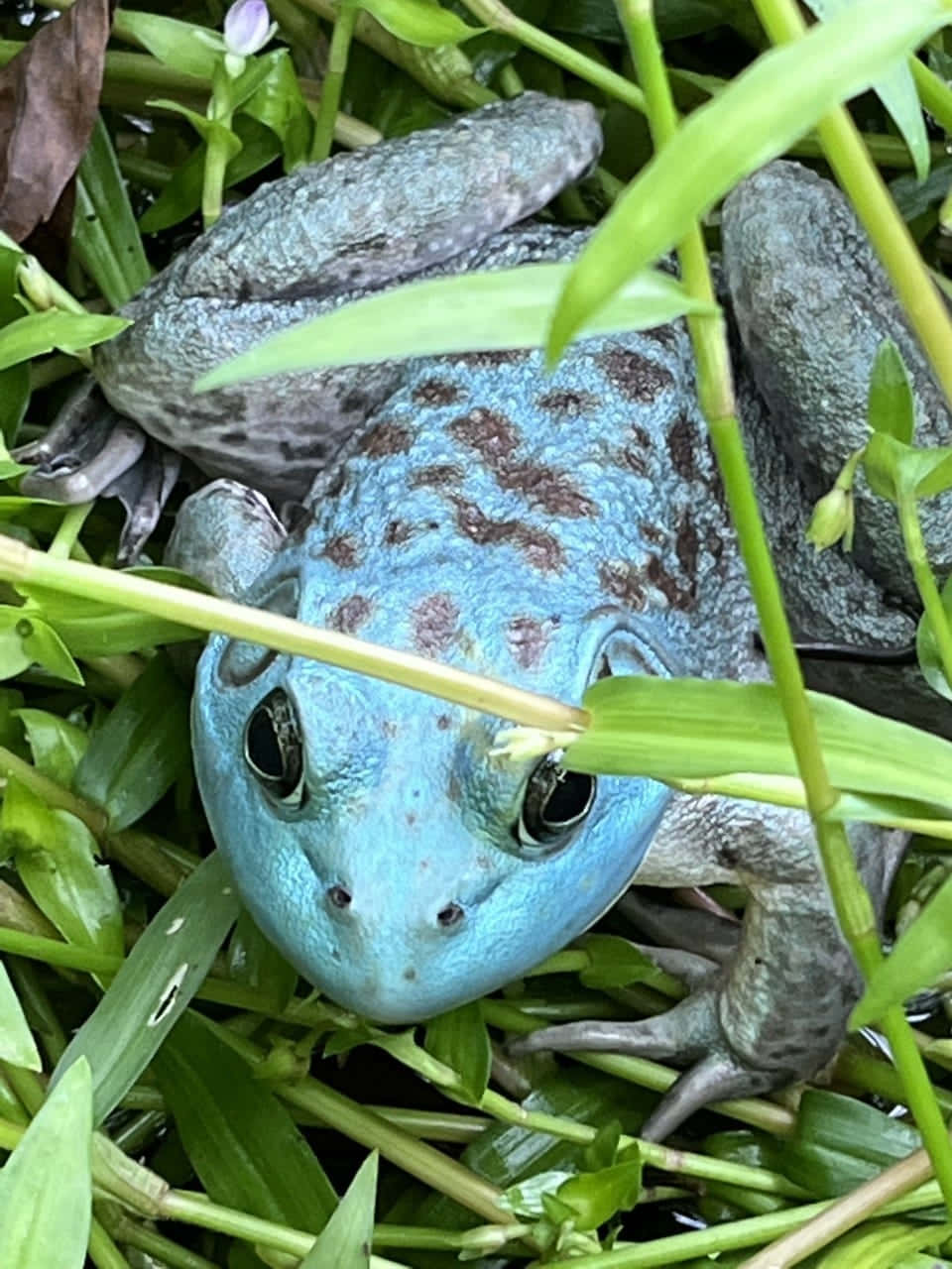 Blue Frog Hidingin Grass.jpg Wallpaper