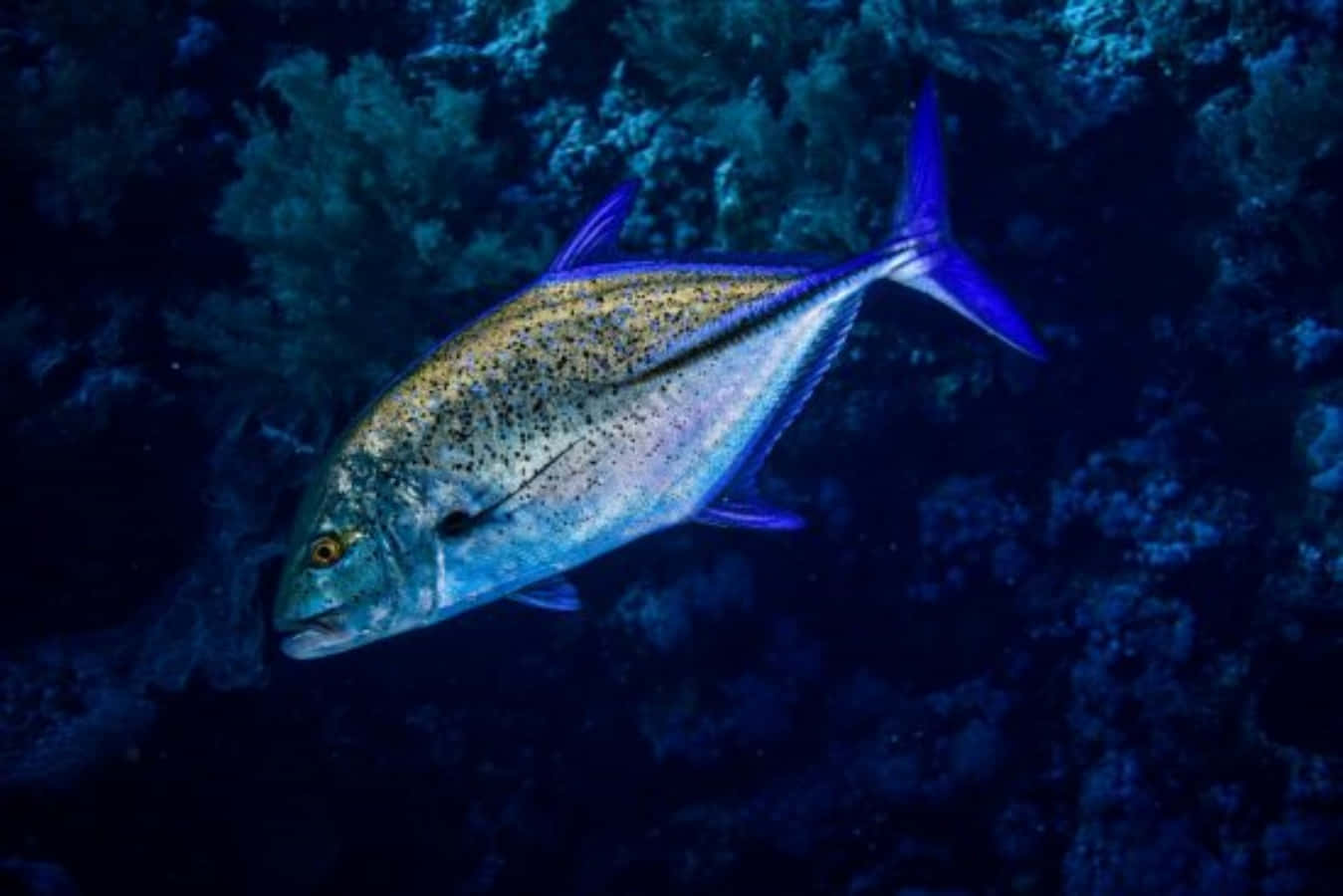 Blue Jackfish Underwater Wallpaper