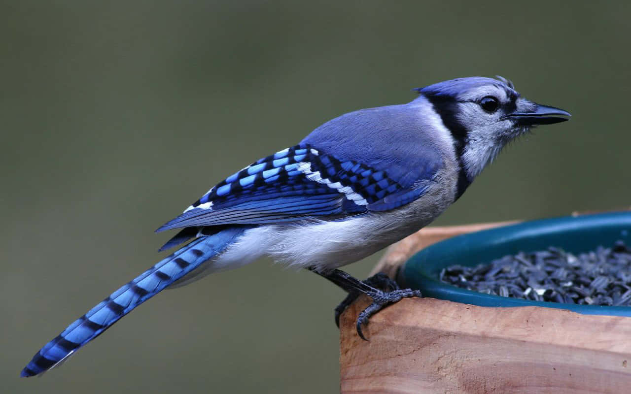 Blue Jay Feeding Time Wallpaper