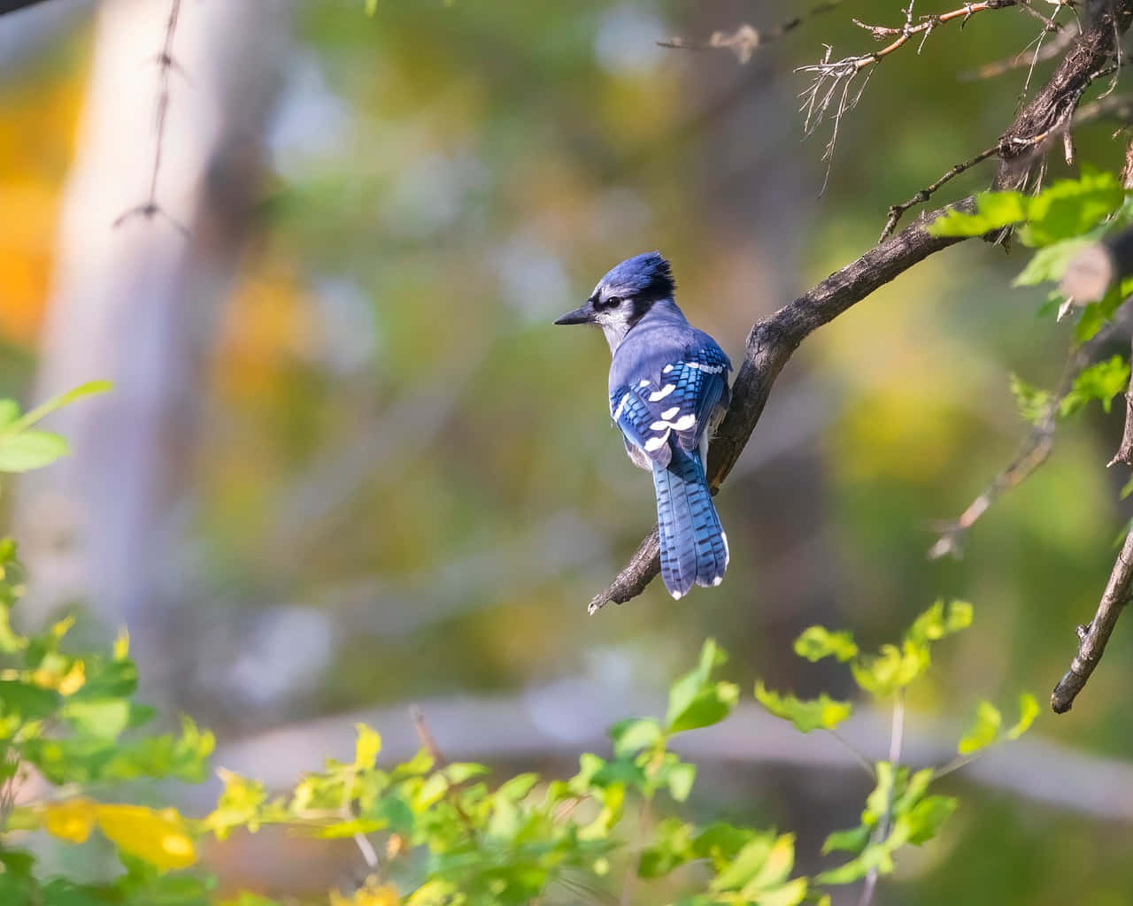 Blue Jay Perchedin Autumn Wallpaper