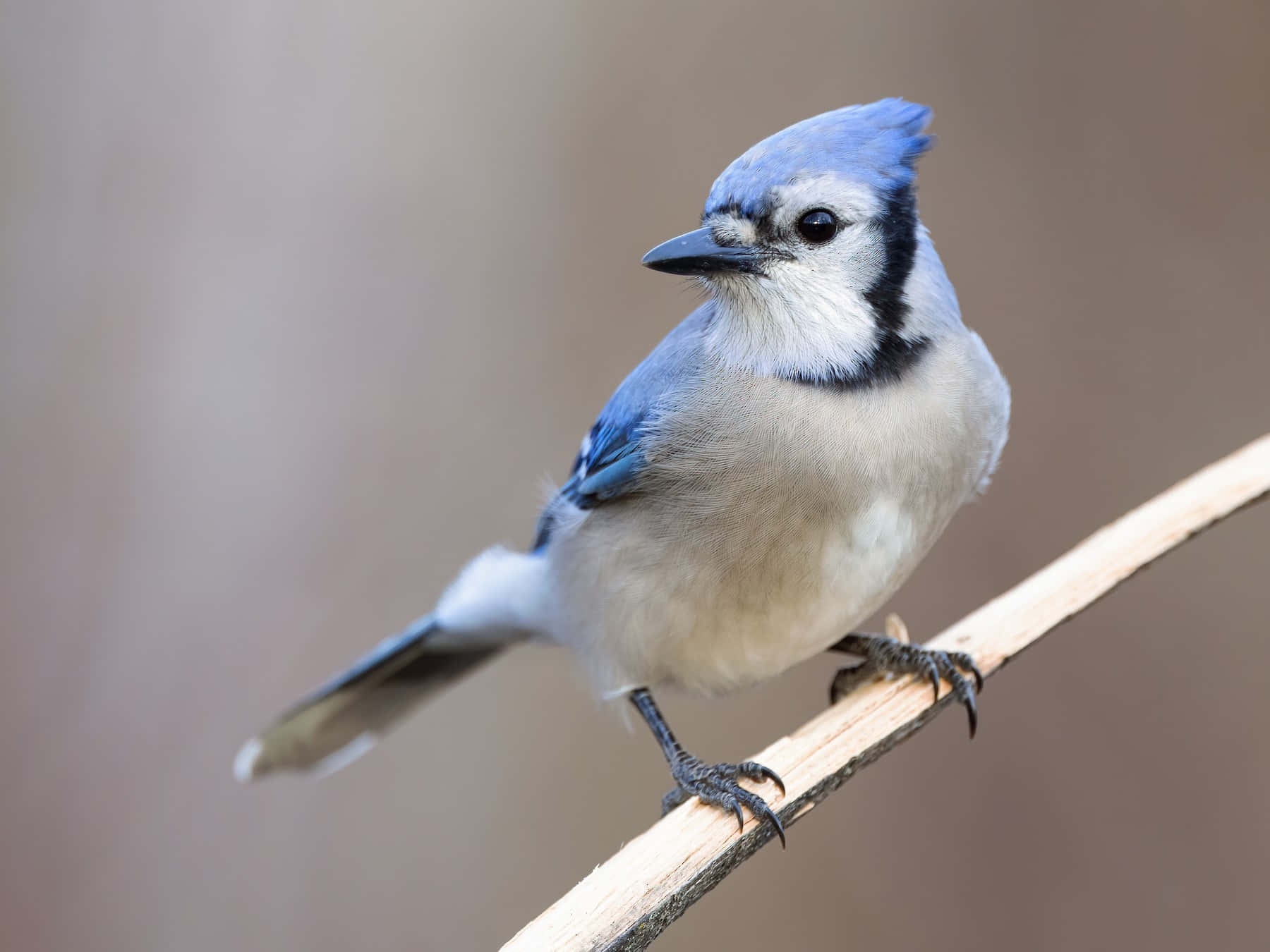 Blue Jay Perchedon Branch Wallpaper