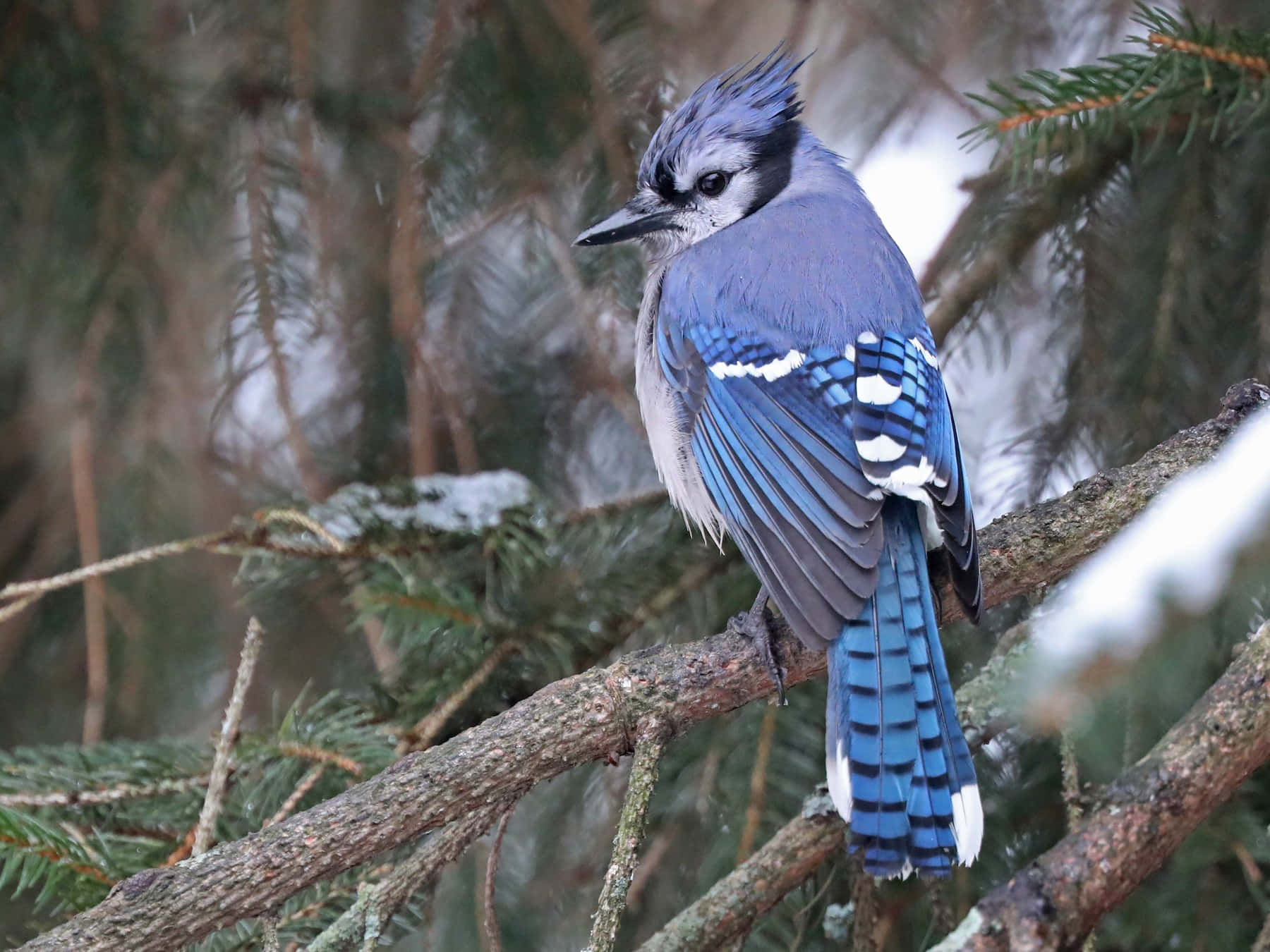 Blue Jayin Winter Forest.jpg Wallpaper