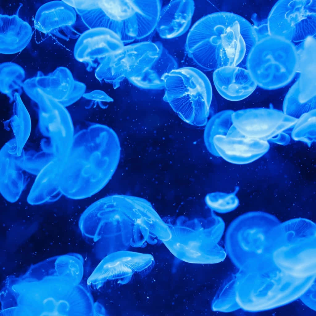 Blue Jellyfish Underwater Scene Wallpaper