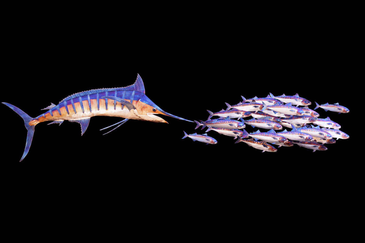 Blue Marlin Hunting Schoolof Fish Wallpaper