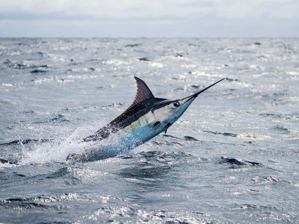 Blue Marlin Leaping Outof Water Wallpaper