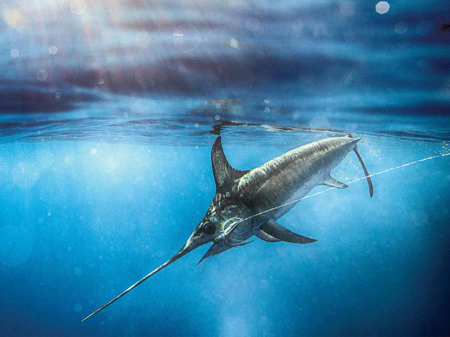 Blue Marlin Swimming Underwater Wallpaper