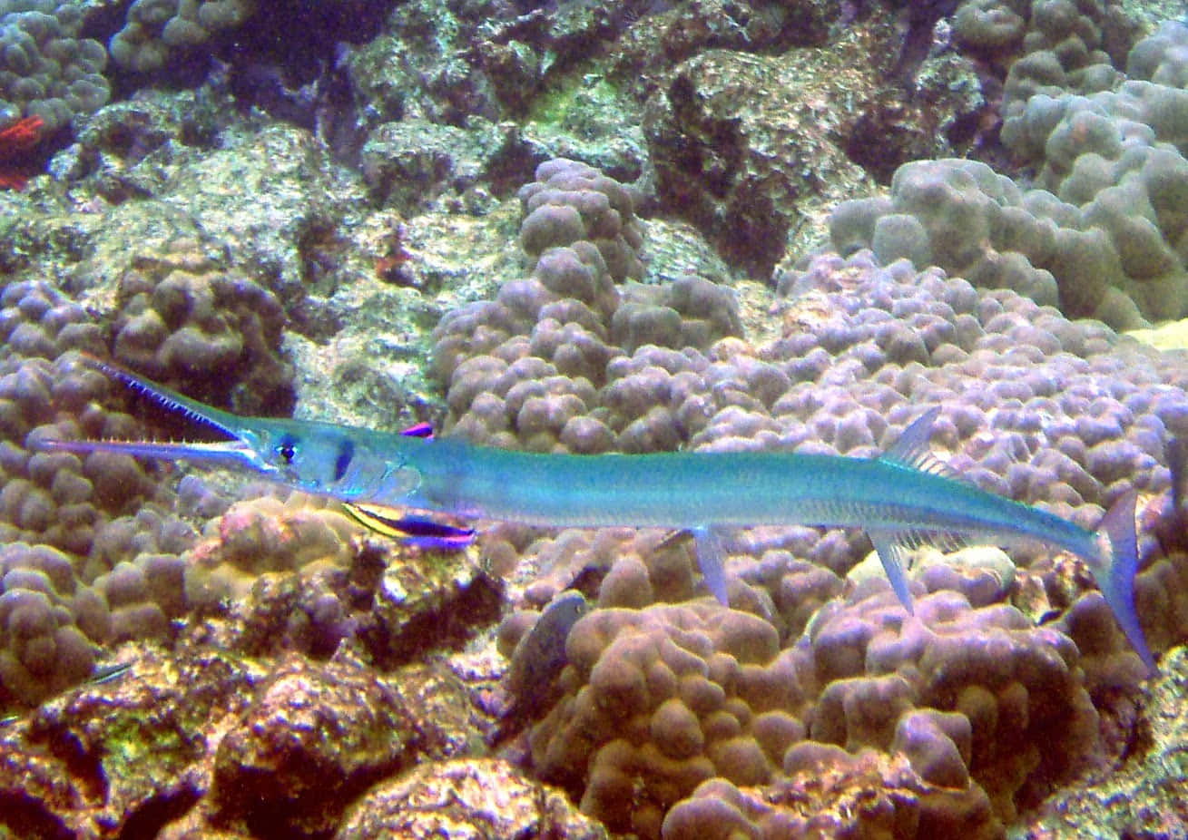 Blue Needlefish Coral Reef Wallpaper