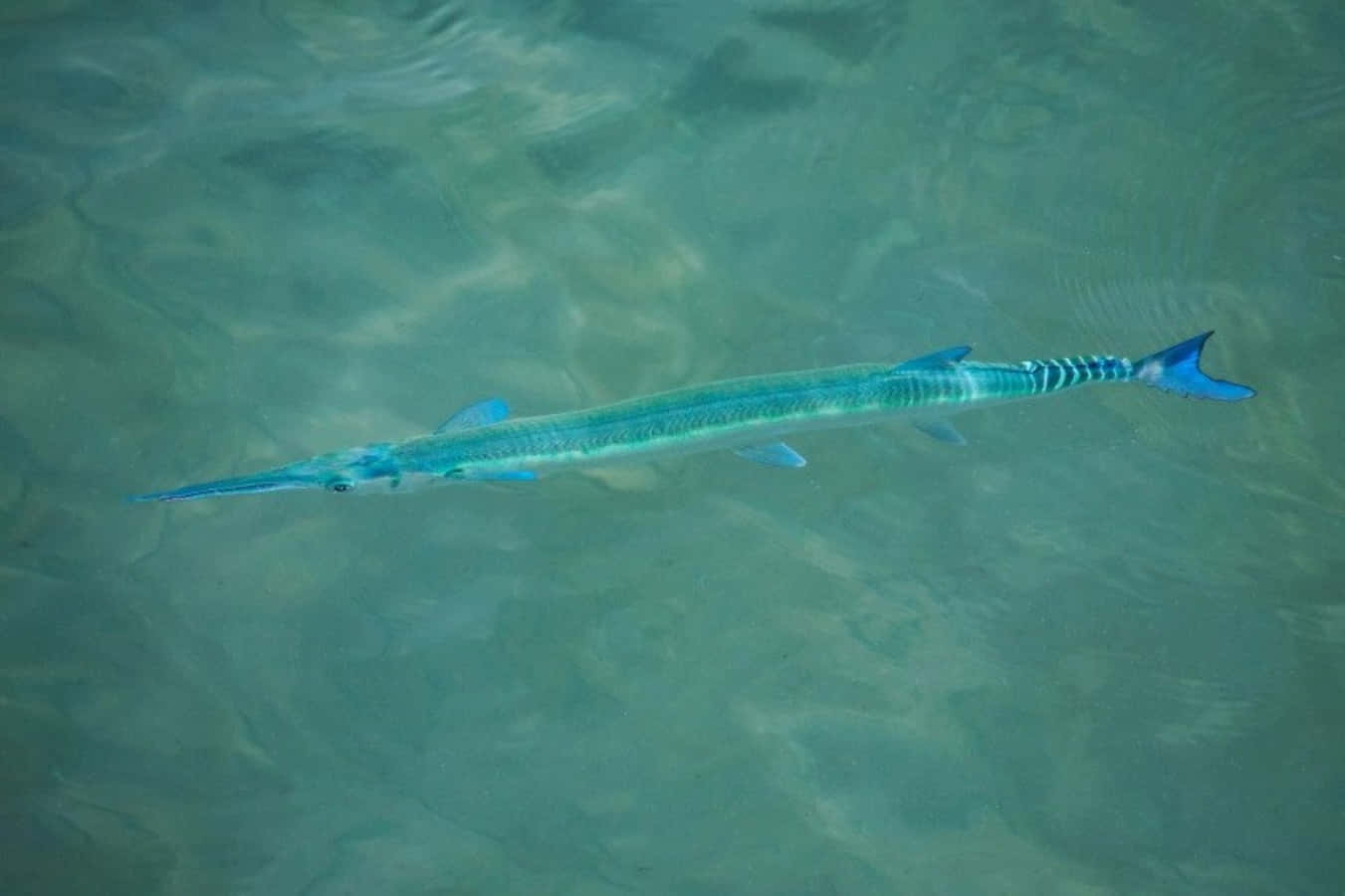 Blue Needlefish Swimming Wallpaper