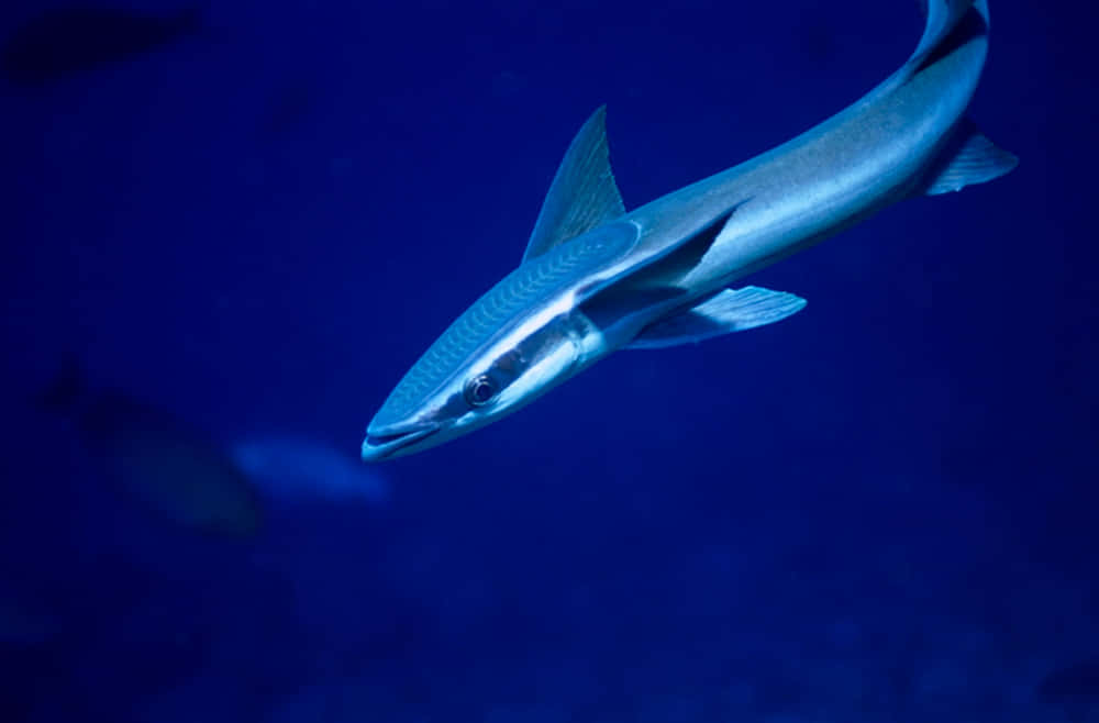 Blue Ocean Remora Fish Wallpaper