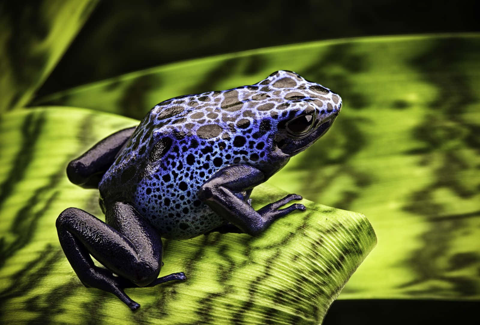 Blue Patterned Frog On Green Leaf.jpg Wallpaper