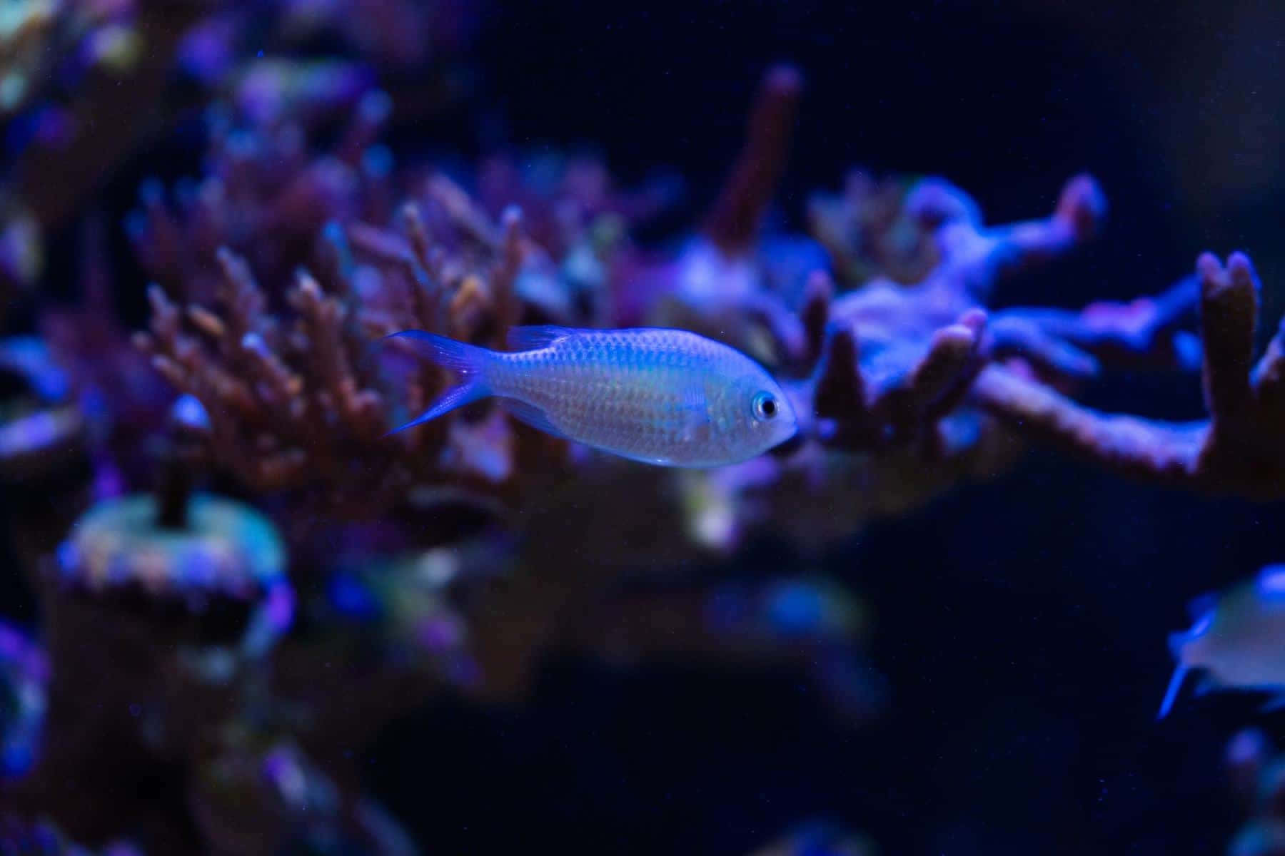 Blue Reef Chromis Swimming Wallpaper