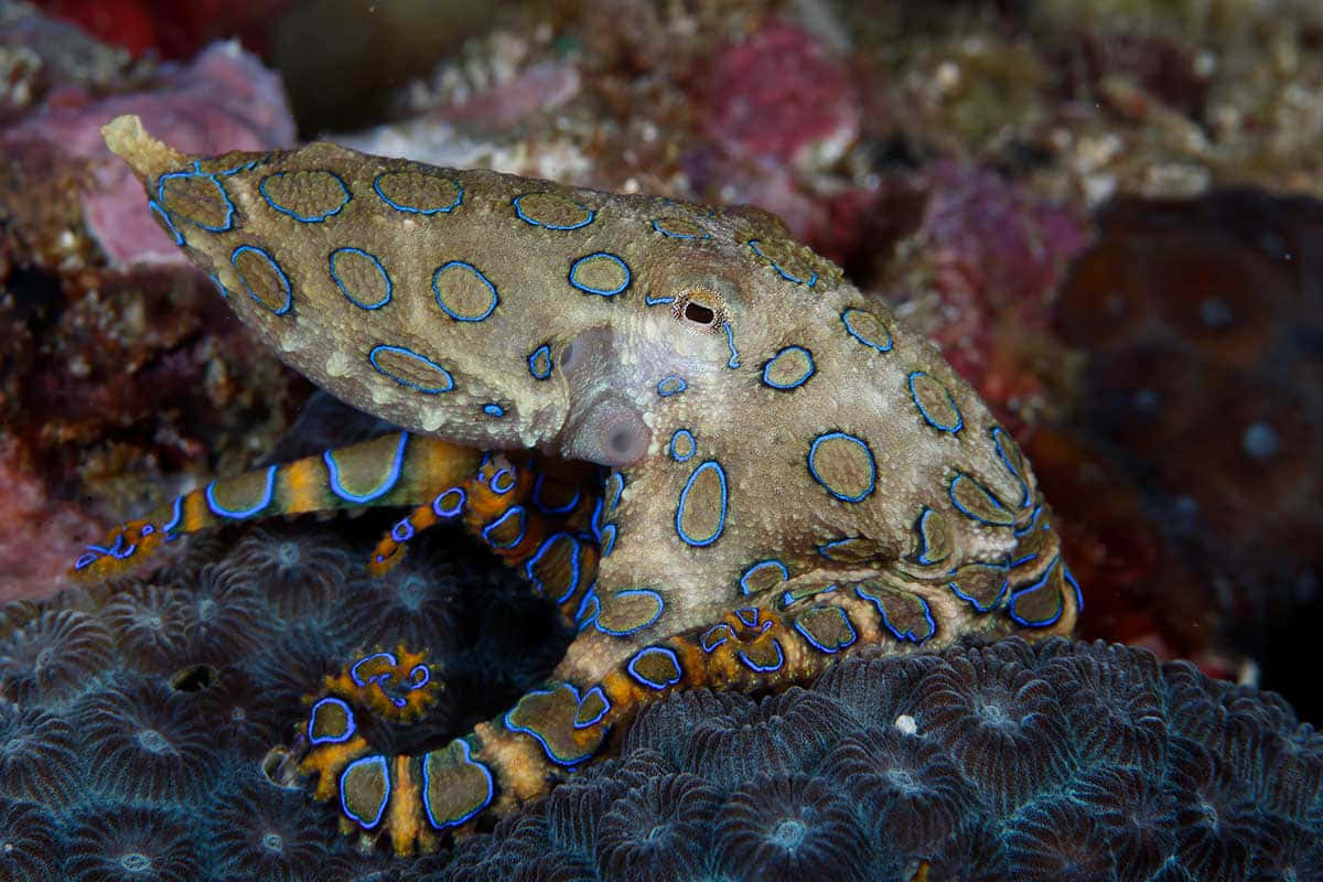 Blue Ringed Octopus Camouflage Wallpaper