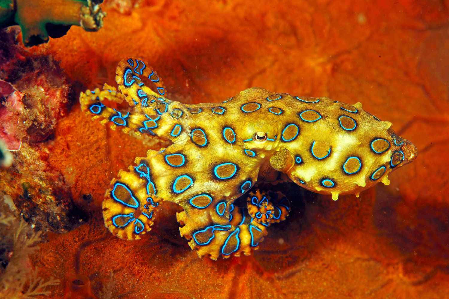 Blue Ringed Octopus Camouflage Wallpaper