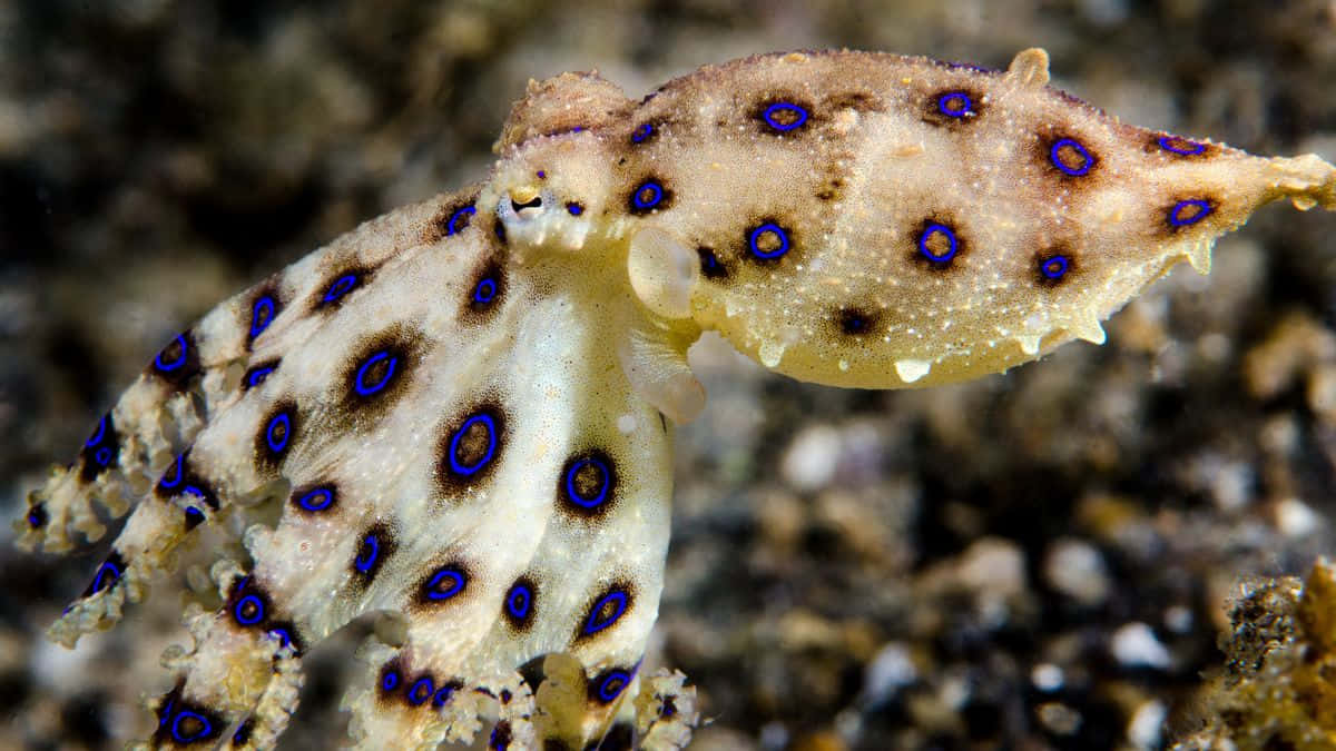 Blue Ringed Octopus Camouflage Wallpaper