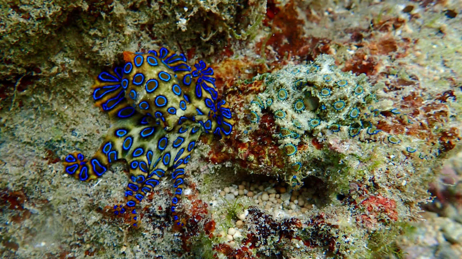 Blue Ringed Octopus Camouflage Wallpaper