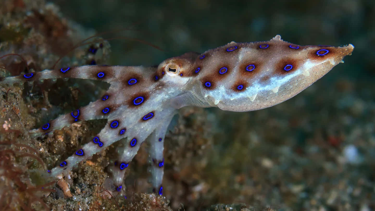 Blue Ringed Octopus Camouflage Wallpaper