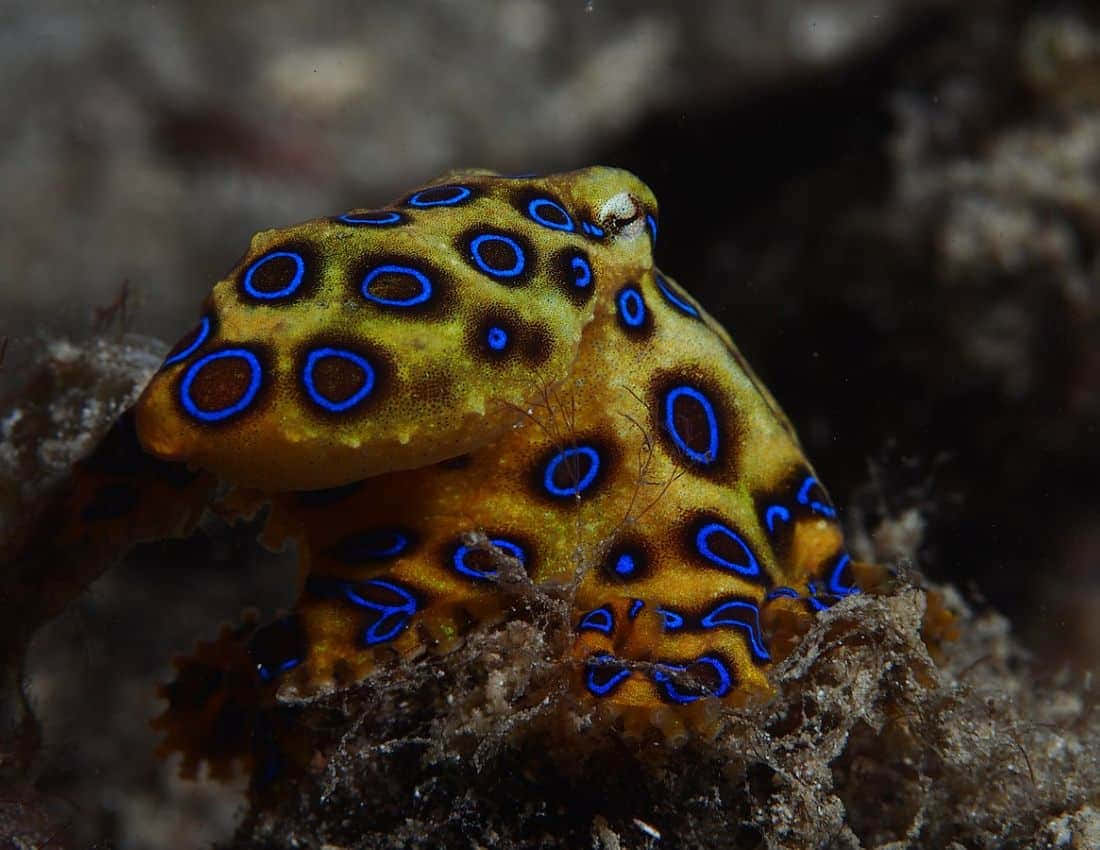 Blue Ringed Octopus Camouflage Wallpaper