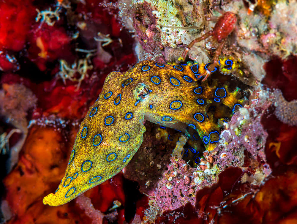 Blue Ringed Octopus Camouflage Wallpaper